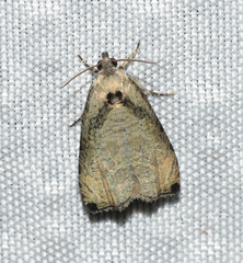 Olethreutes exoletum