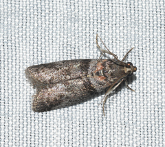 Sciota subfuscella