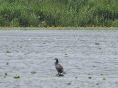 Phalacrocorax carbo