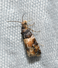 Lobesia spiraeae