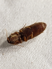 Horistonotus simplex