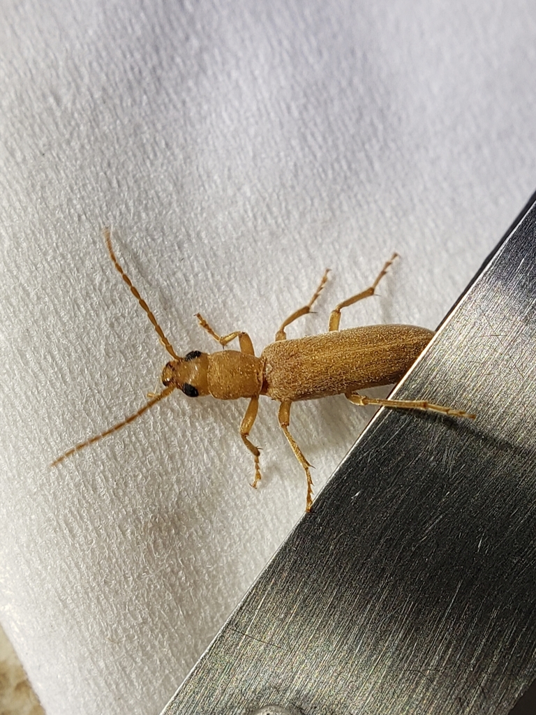Oxacis fragilis