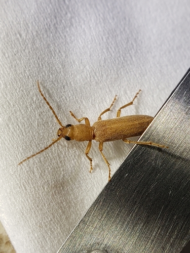 Oxacis fragilis · iNaturalist Mexico