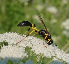 Sceliphron destillatorium