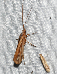Limnephilus ornatus