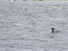 Phalacrocorax carbo