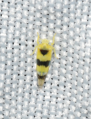 Empoa gillettei