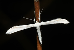 Hellinsia homodactylus