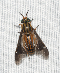 Chrysops aberrans