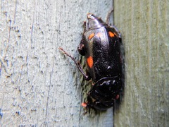 Nicrophorus pustulatus