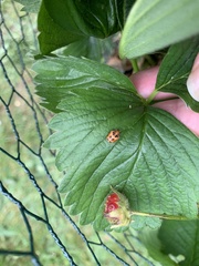 Harmonia axyridis