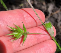 Carex folliculata