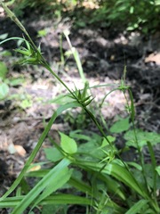 Carex folliculata