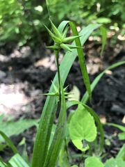 Carex folliculata