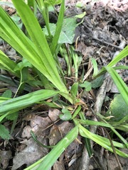 Carex folliculata
