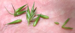 Carex folliculata
