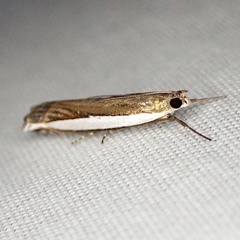 Crambus quinquareatus