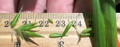Carex folliculata