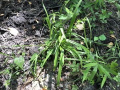 Carex folliculata