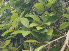 Litsea rotundifolia