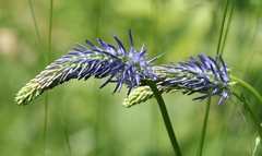 Phyteuma persicifolium