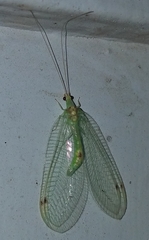 Leucochrysa insularis