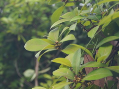 Litsea rotundifolia