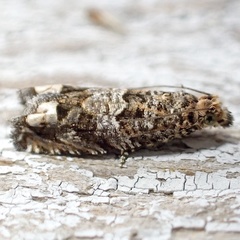 Epiblema abruptana