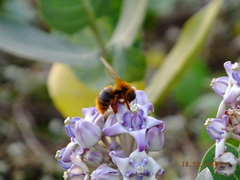 Xylocopa tranquebarica