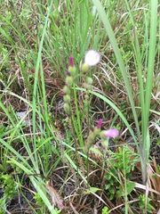 Drosera filiformis