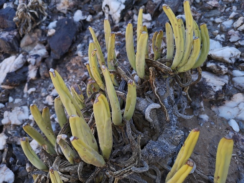 Crassothonna opima, photograph 3