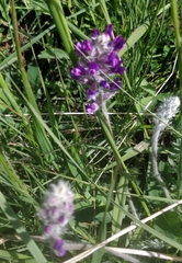Oxytropis splendens