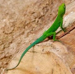 Anolis marmoratus