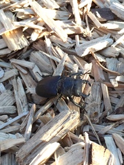 Lucanus mazama