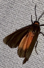 Virbia laeta