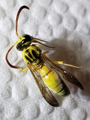 Pterocheilus