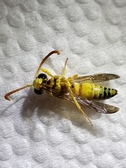 Pterocheilus
