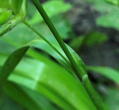 Carex folliculata
