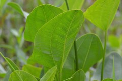 Echinodorus cordifolius