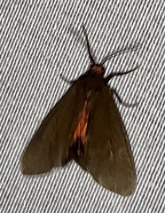 Virbia laeta