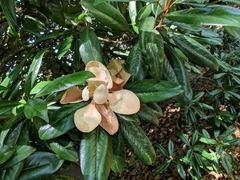 Magnolia grandiflora