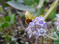 Xylocopa tranquebarica