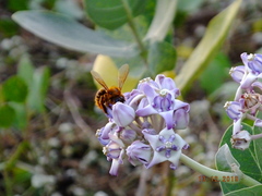 Xylocopa tranquebarica