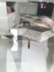 Nephrotoma flavipalpis