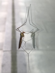 Nephrotoma flavipalpis