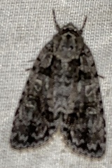 Acronicta tristis