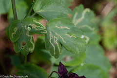 Phytomyza minuscula group