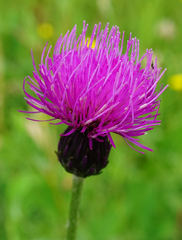 Cirsium pannonicum