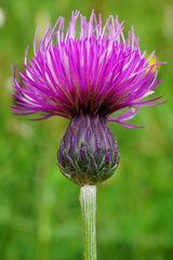 Cirsium pannonicum