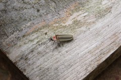 Photinus marginellus